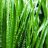 ALOE